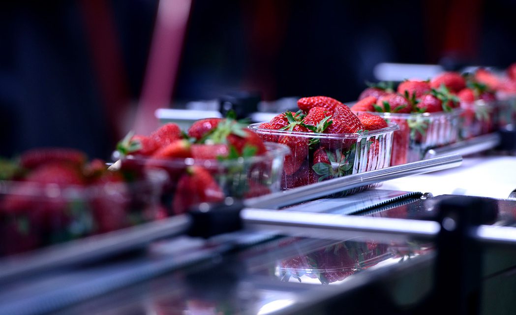 CPG Procurement Vertical - Strawberries on Conveyor Belt